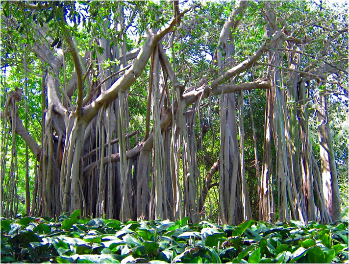 Дерево малайзия. Пальма Socratea exorrhiza. Ходульные корни бамбука. Шагающий панданус. Ходульные корни пандануса.